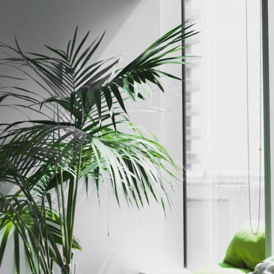 Grünes Büro - Nachhaltigkeitstipps mit KMU-Digital & GREEN Förderung - Fotocredit: Alesia Kazantceva E8dabseeflo Unsplash